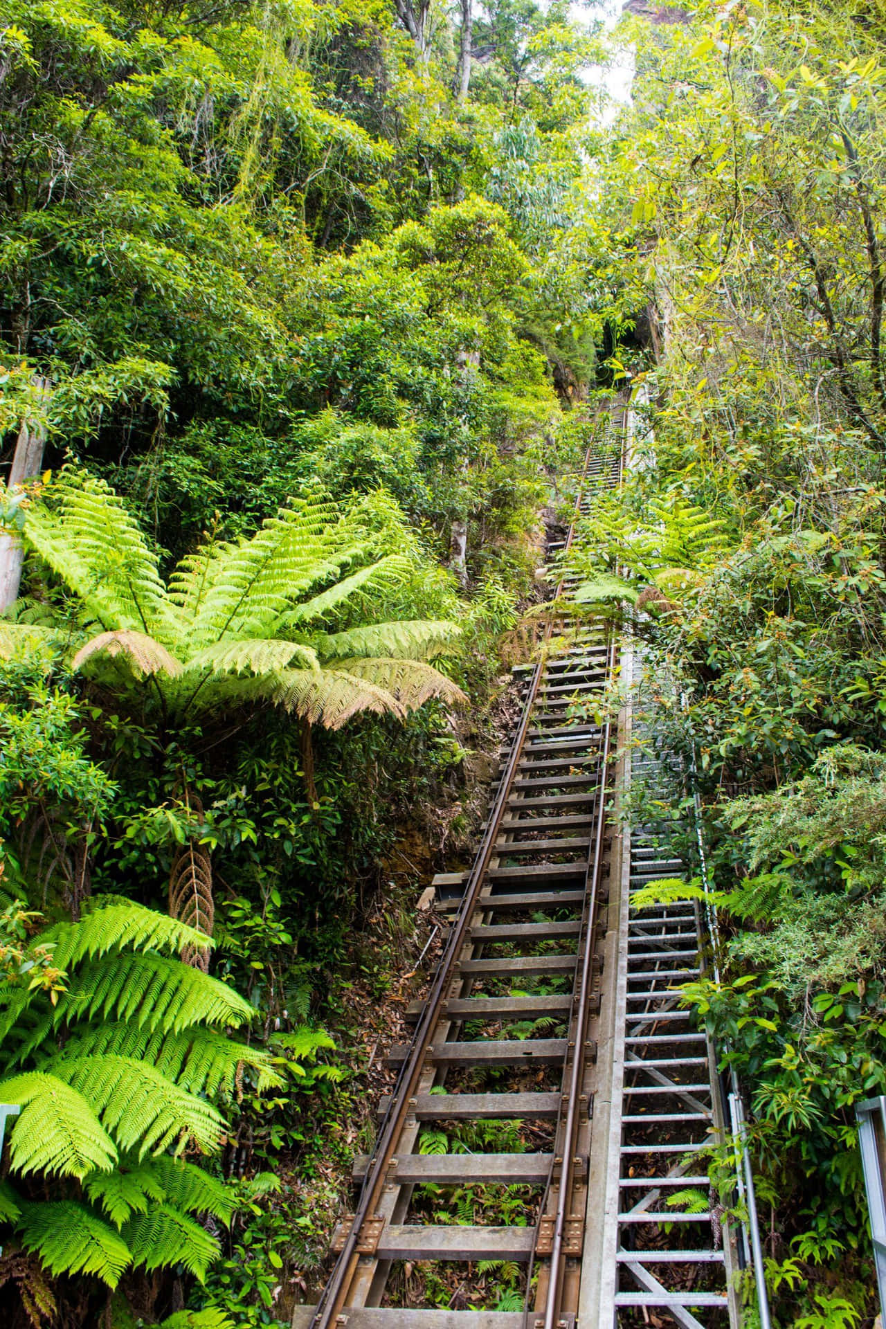 Enjoying The Panoramic S Of Blue Mountains National Park Wallpaper