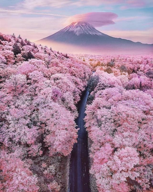 Cherry Blossoms With Mount Fuji In The Background Blossom