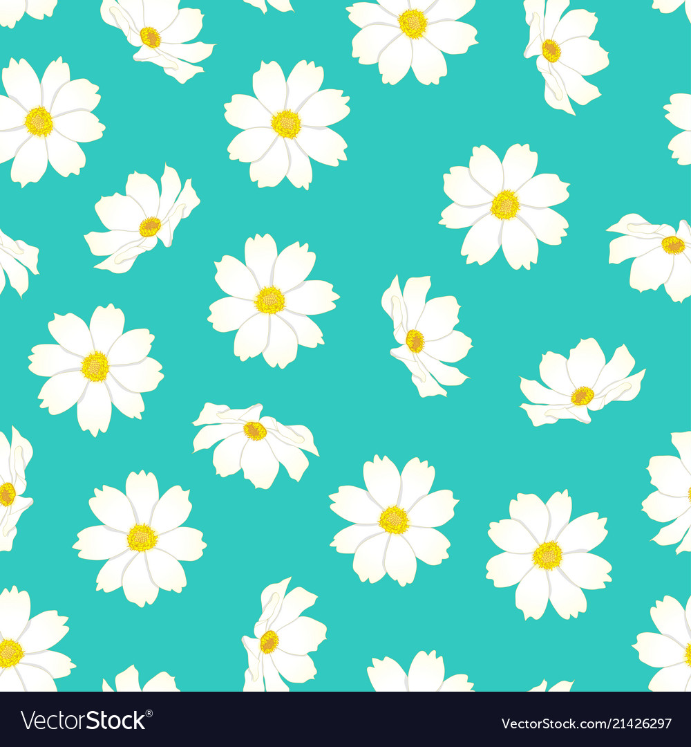 White Cosmos Flower On Blue Mint Background Vector Image