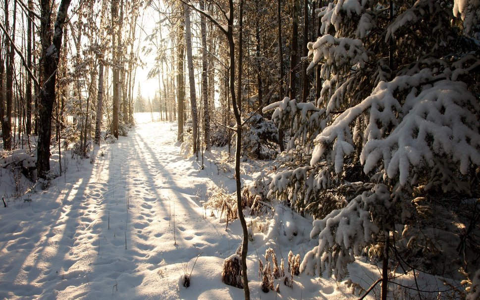Northern Woods Winter Phillips Wisconsin Snow Wallpaper