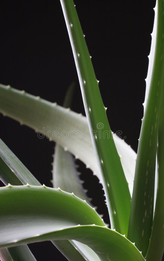 Aloe Vera Plant On Black Background With Curved Leaves And