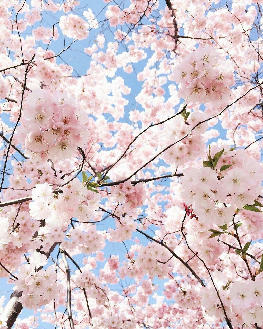 Pastel Pink Aesthetic Wallpaper