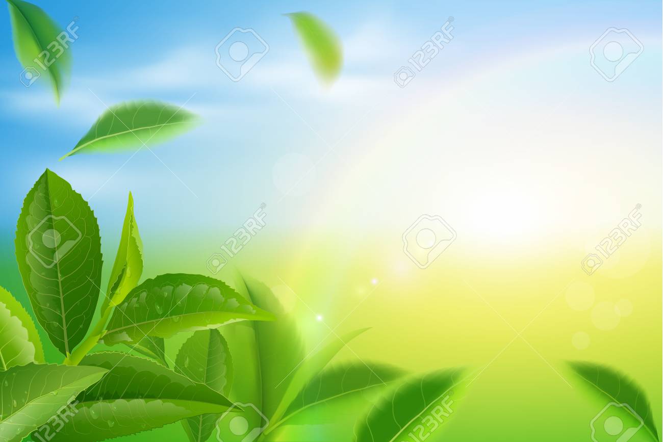 Green Tea Leaves Manu And Postcard Vector Nature Background