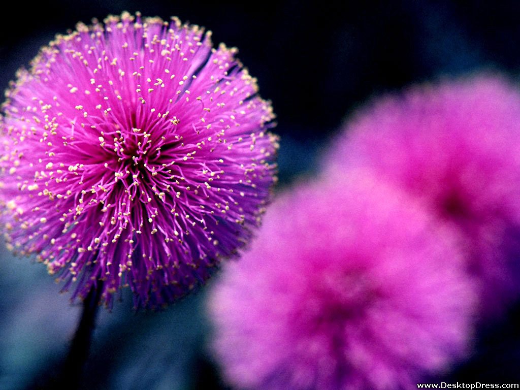 Desktop Wallpaper Flowers Background Purple Flower