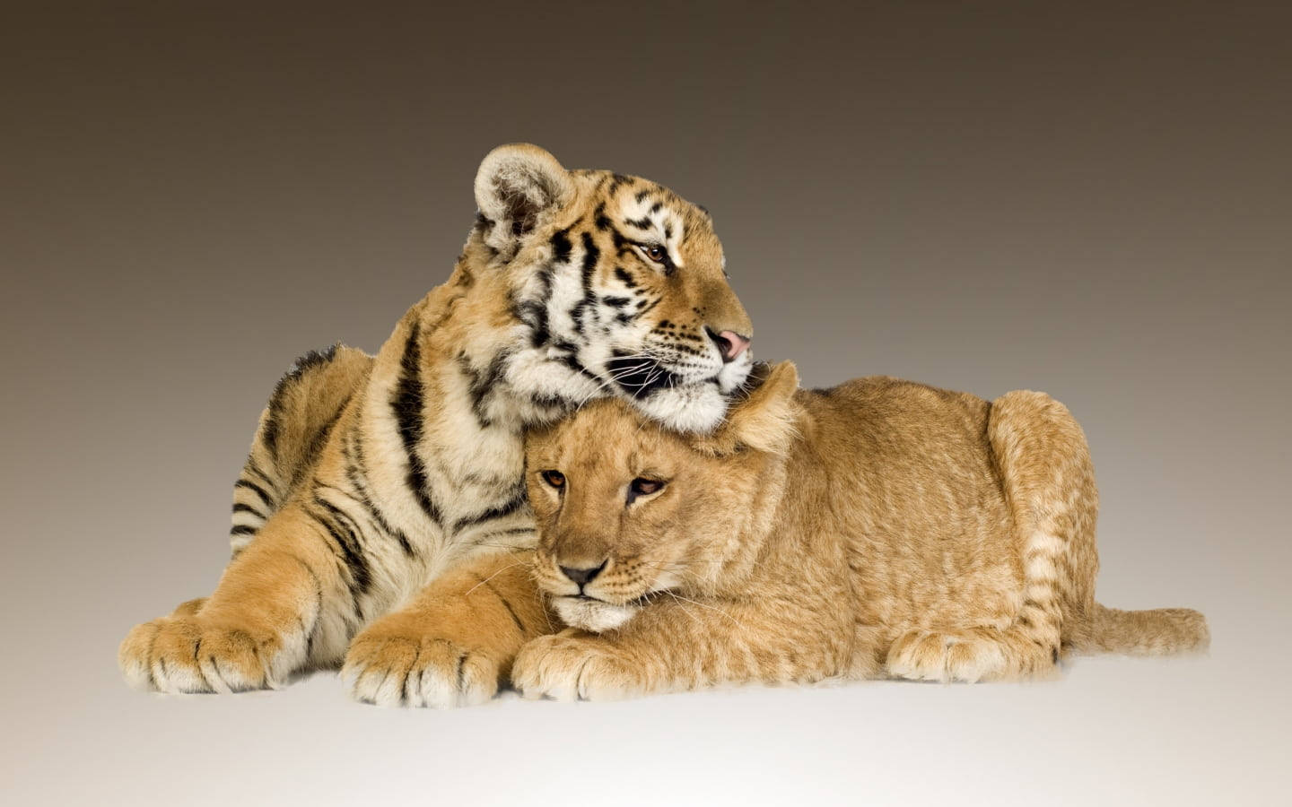 Baby Lion Wallpaper