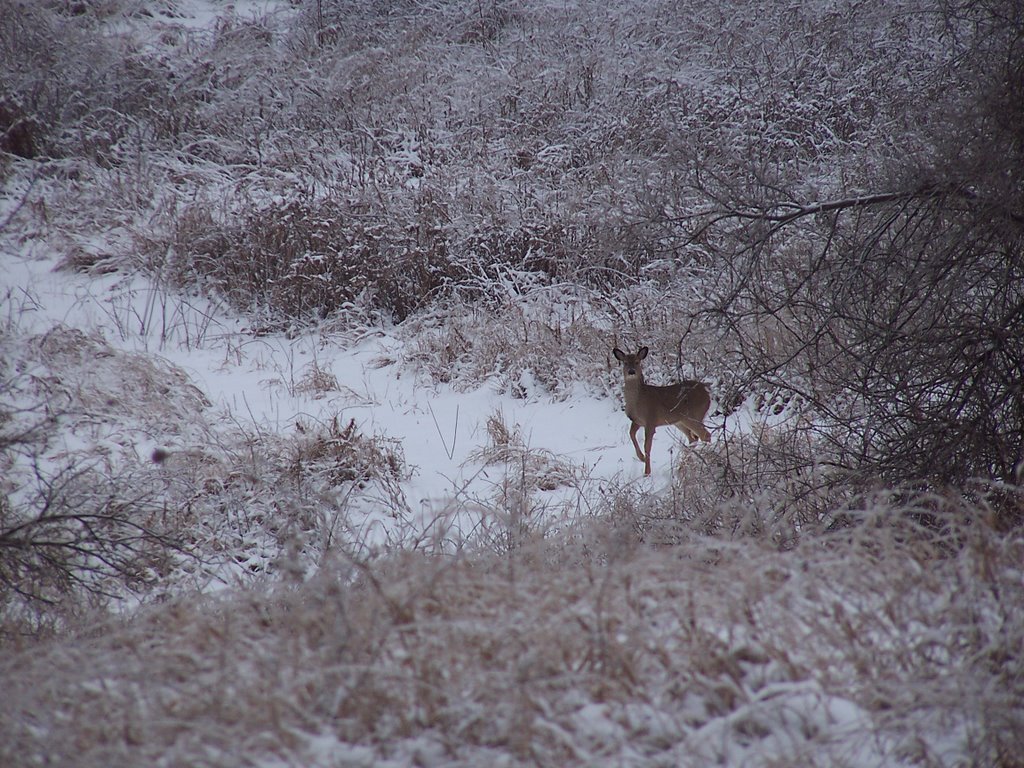 Whitetail Deer In Snow Wallpaper Whitetail deer in snow