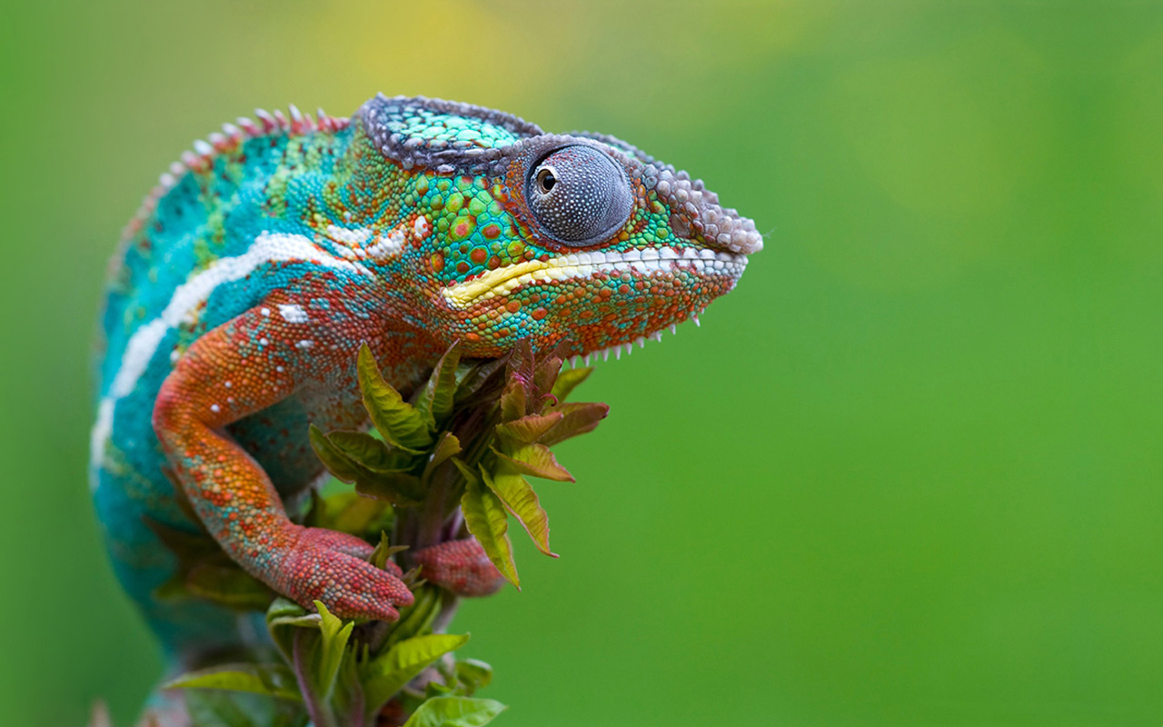 Desktop Wallpaper Of Colorful Lizards Puter