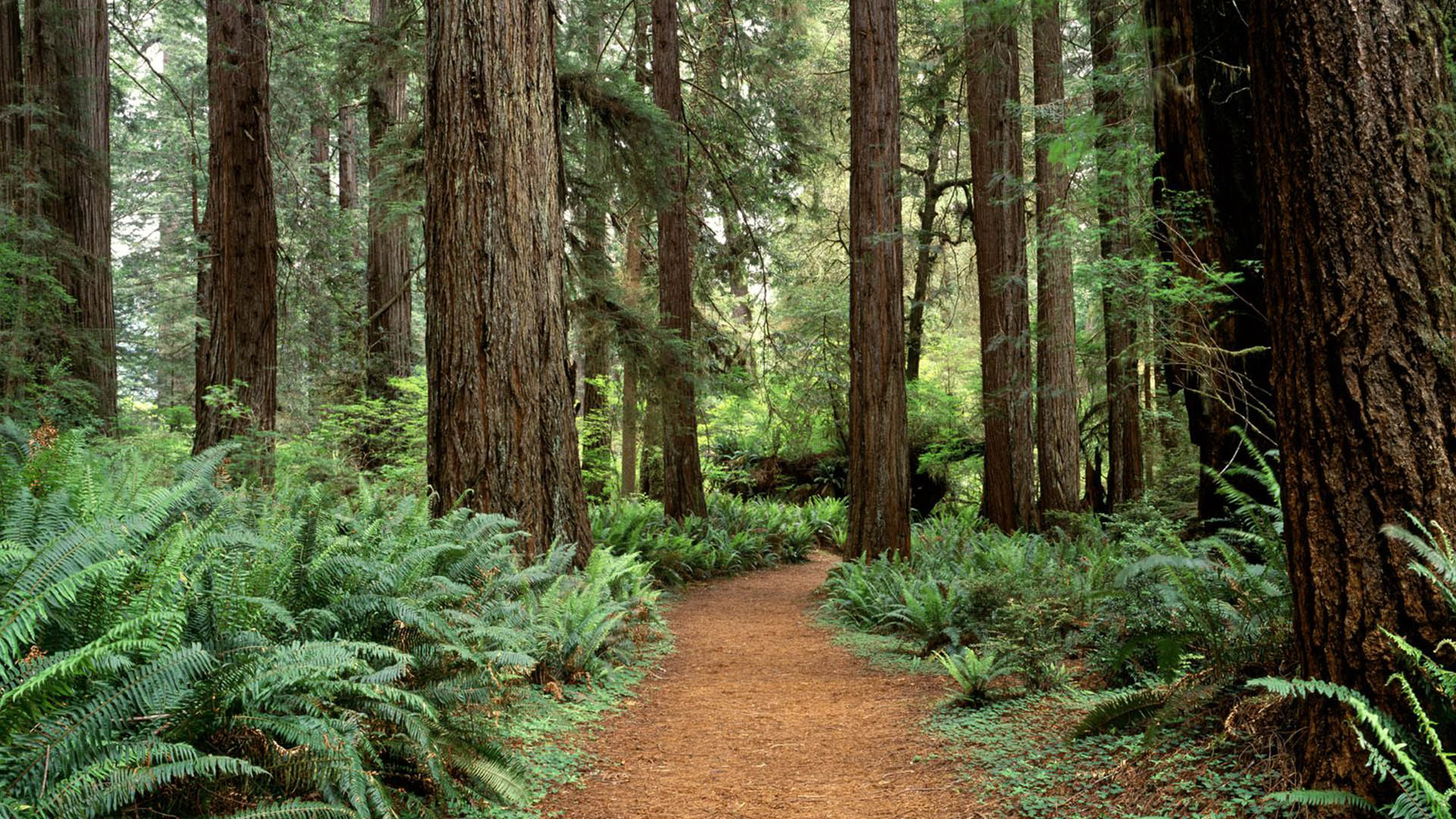 Bộ sưu tập hình nền Rừng Redwood sẽ đem đến cho bạn cảm giác như đang ngồi giữa vịnh rừng thiên nhiên tươi đẹp của California. Những bức ảnh đầy màu sắc và sinh động này chắc chắn sẽ làm cho màn hình của bạn trở nên sống động và tươi mới.