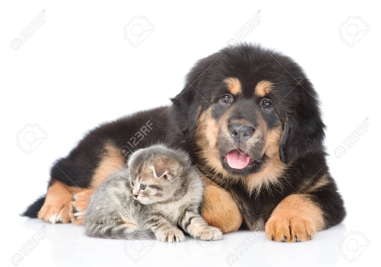 Tibetan Mastiff Puppy And Tabby Kitten Isolated On White