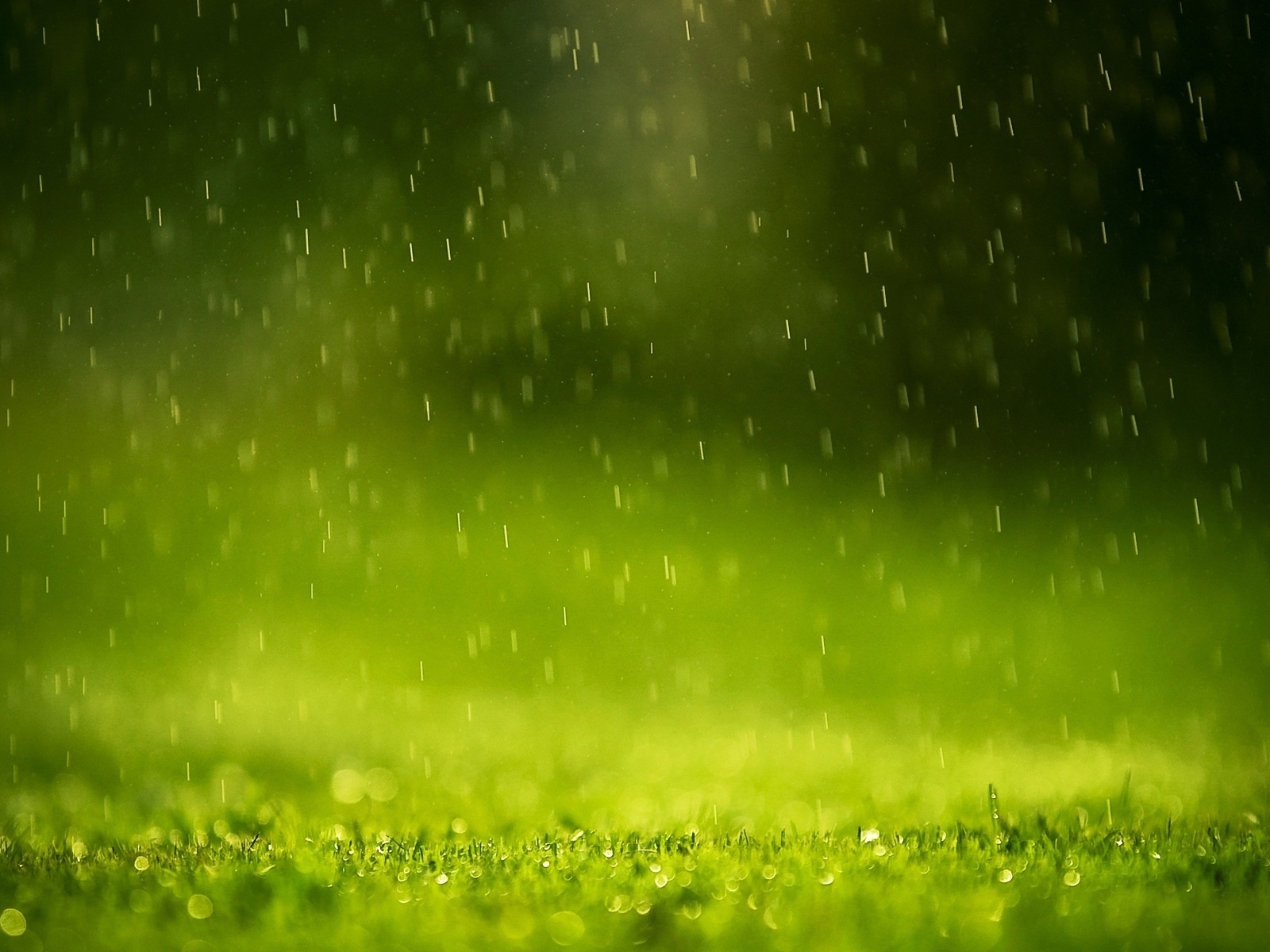 Raining On Grass Macro Photography HD Wallpaper Nature