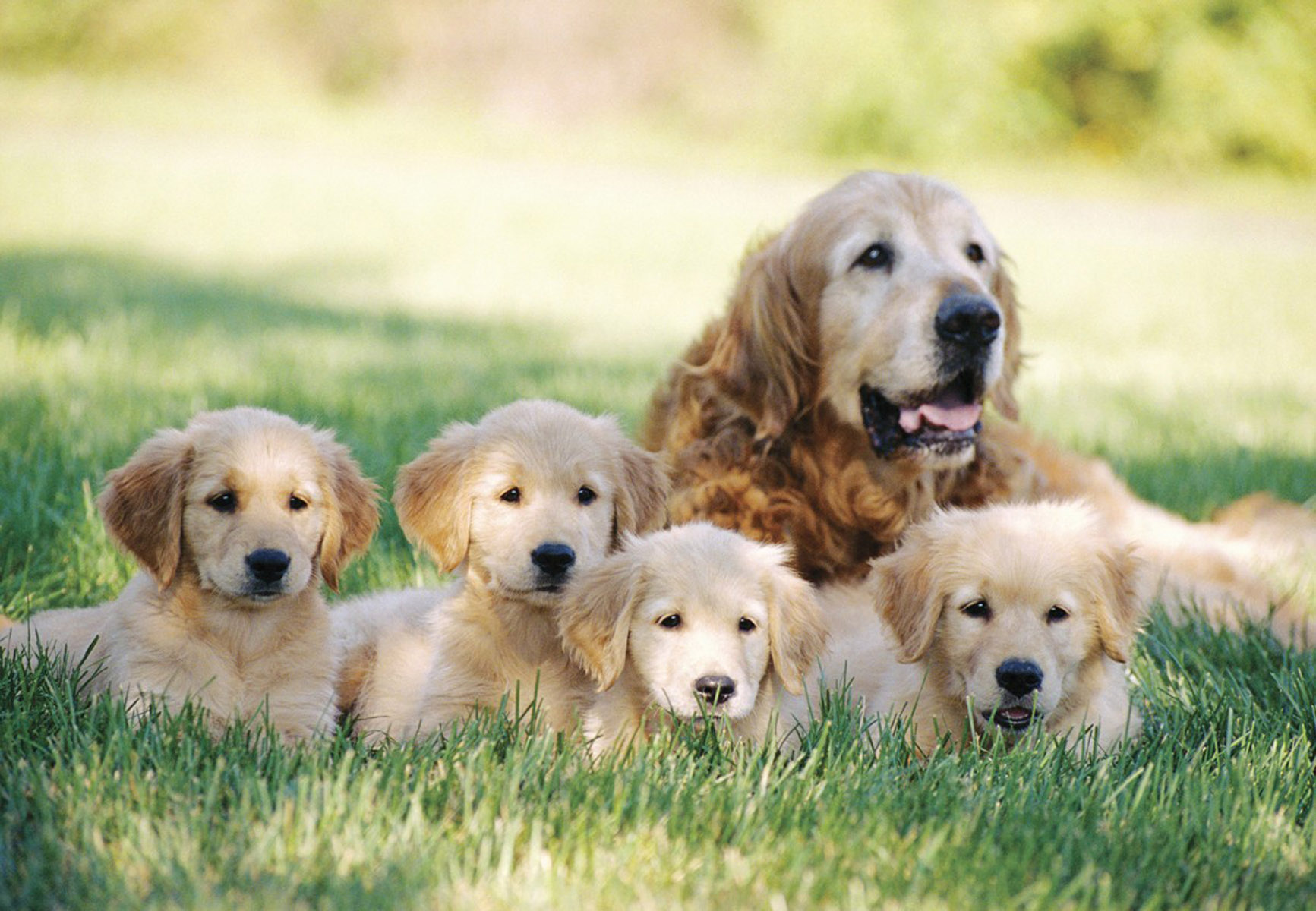 Golden Retriever Puppies Wallpaper HD Wide