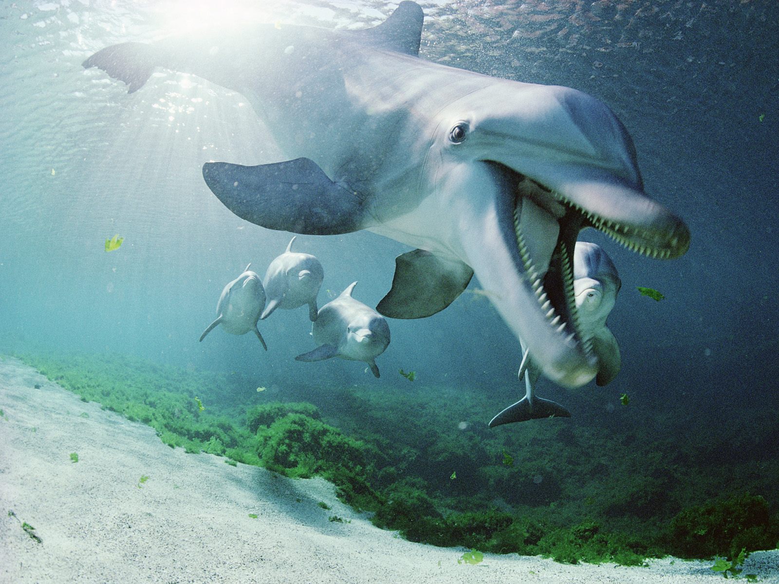 Bottlenose Dolphins Hawaii Ocean Life Photography Desktop Wallpaper