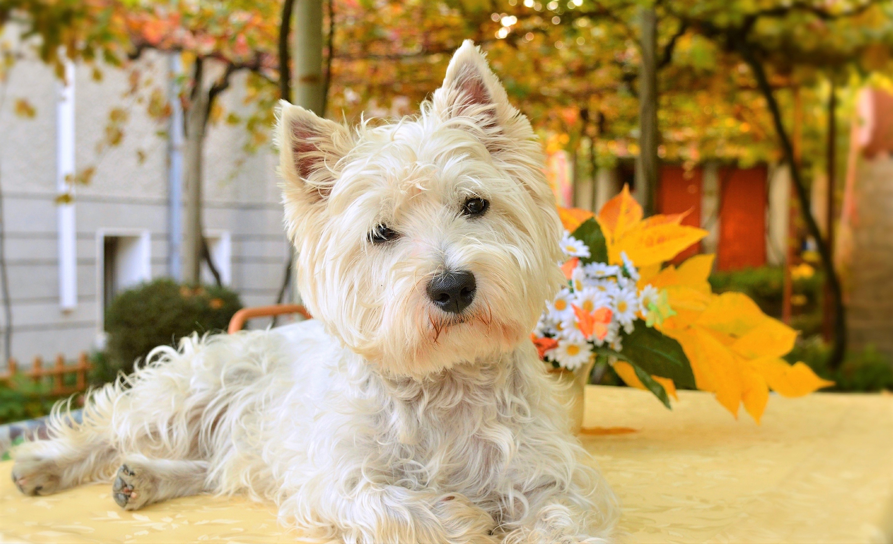 West Highland White Terrier HD Wallpaper Background Image