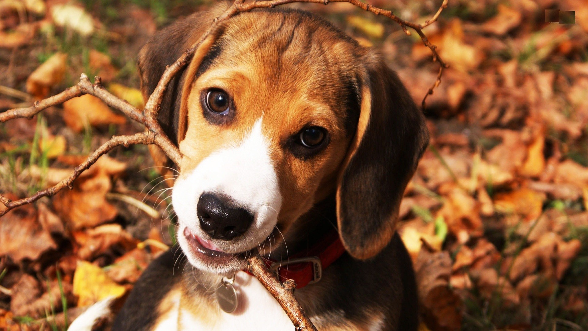 Beagle Dog Wide HD Wallpaper For Desktop Background