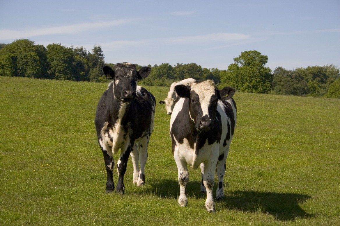 Holstein Dairy Cows Wikipedia Encyclopedia June