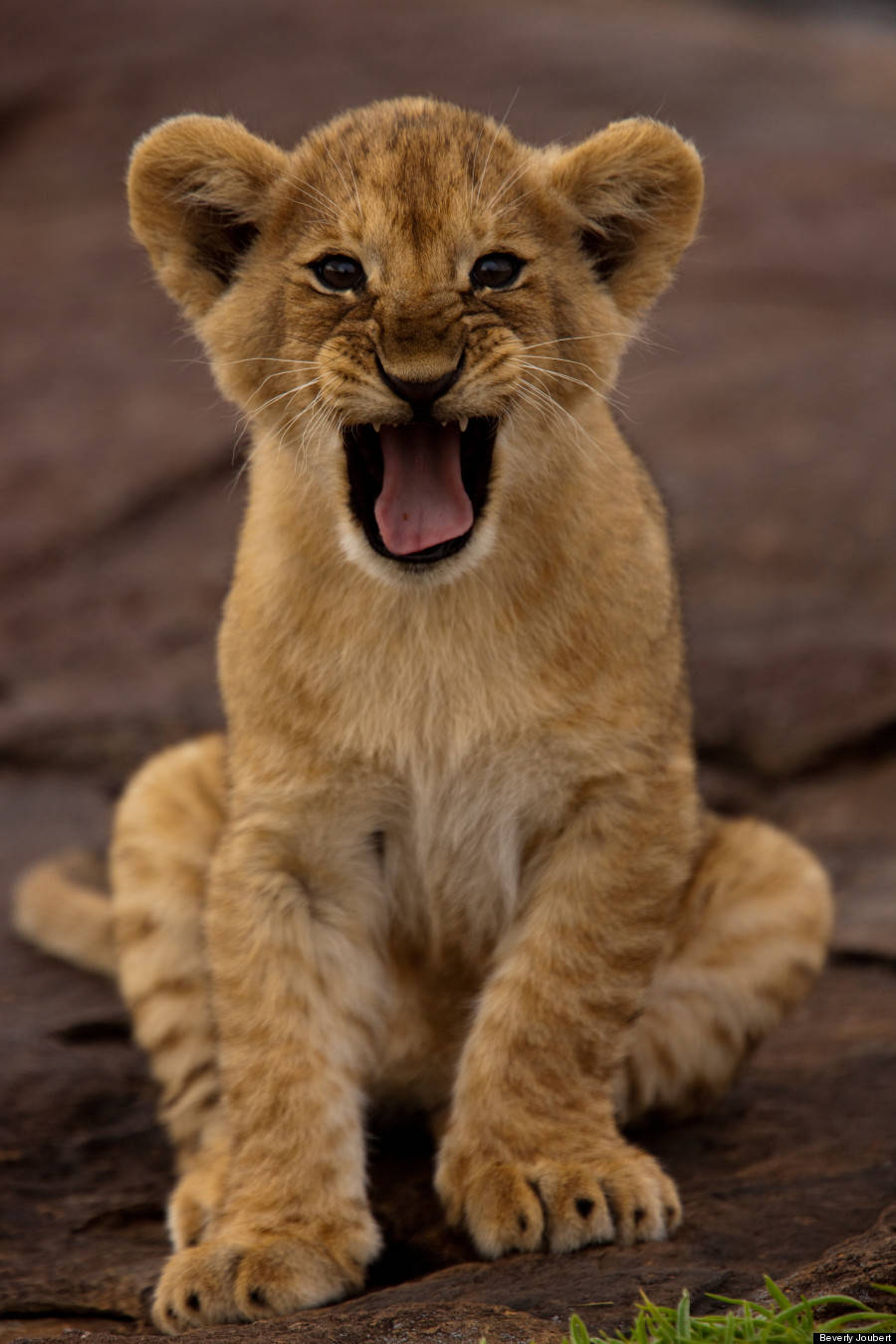 Baby Lion Wallpaper