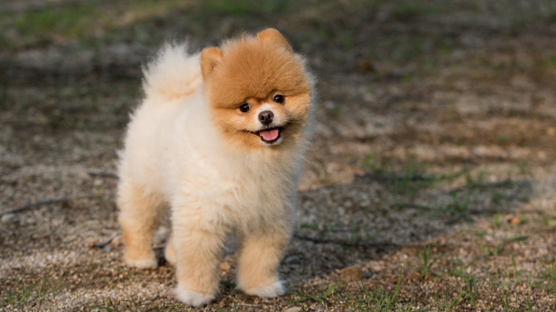 Lovely Puppy Cute Pet Animal Wallpaper Stream