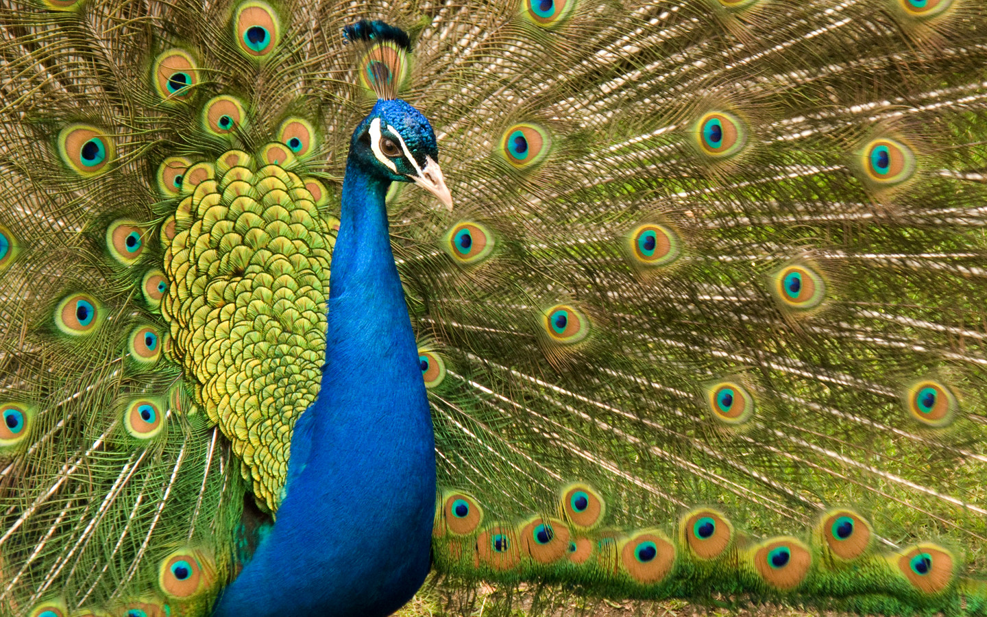 Perky Peacock Desktop Wallpaper Pre Wallcaper