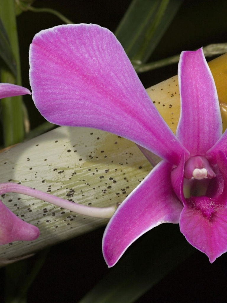 Papel De Parede Orquideas Flower Beautiful Photography