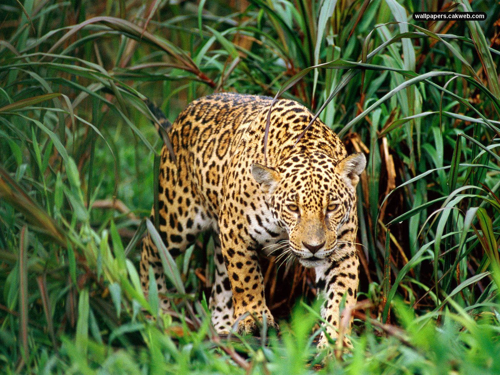 Some Argue That Jaguars Are The Most Dangerous Maneaters They