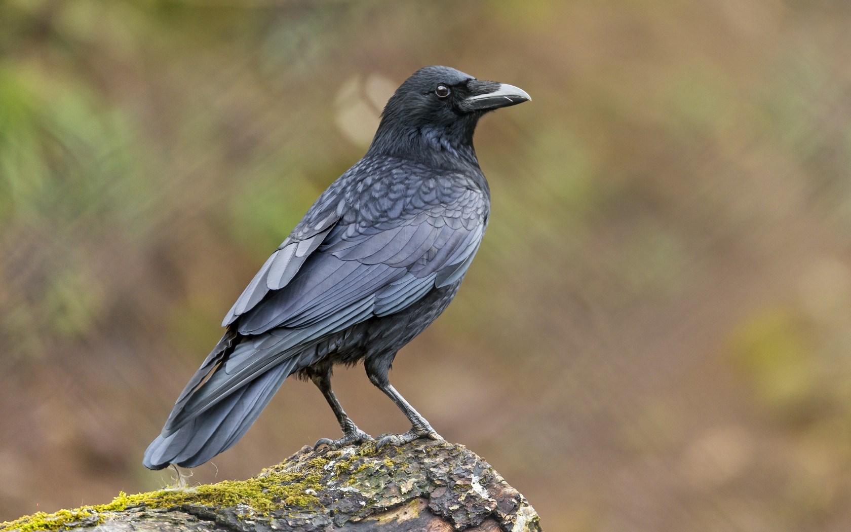Pictures of Ravens Birds images