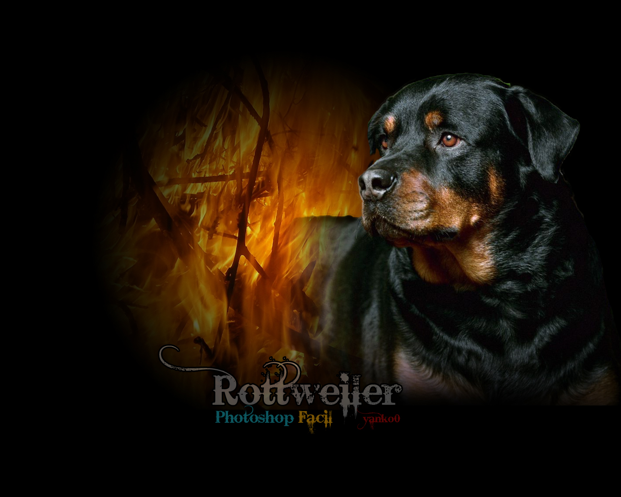 Rottweiler Wallpaper 3d Image Pictures Becuo