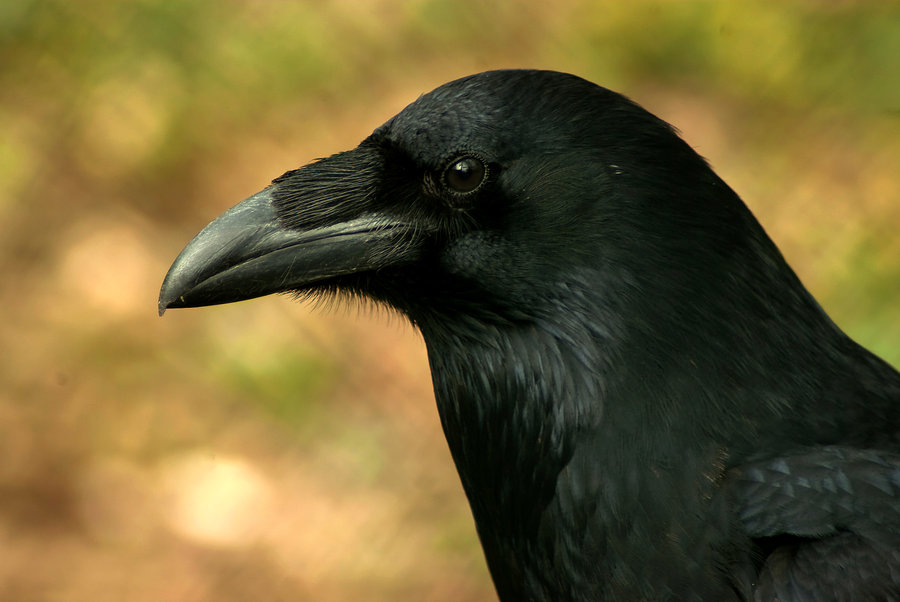 Raven Bird Wallpaper Raven   mystic bird by