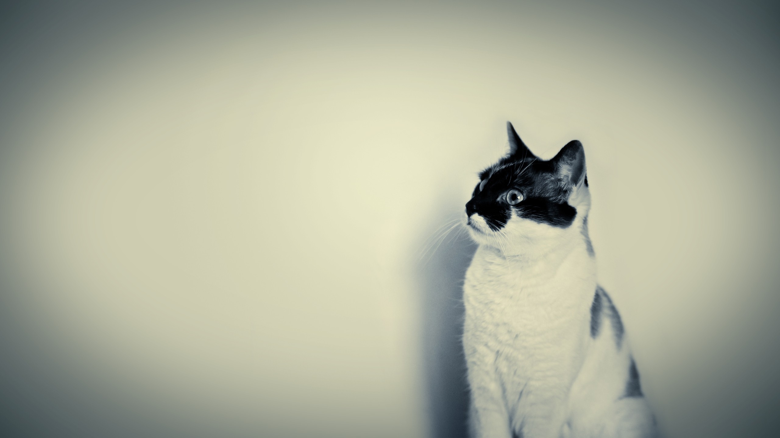 Cute Wallpaper Cat White Black