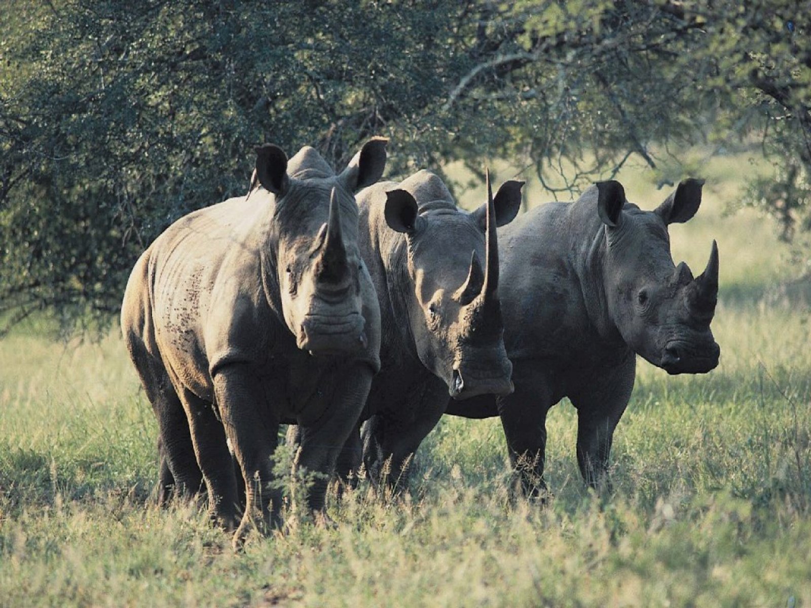 Of African Rhinos Animals And Wildlife Puter Desktop Wallpaper
