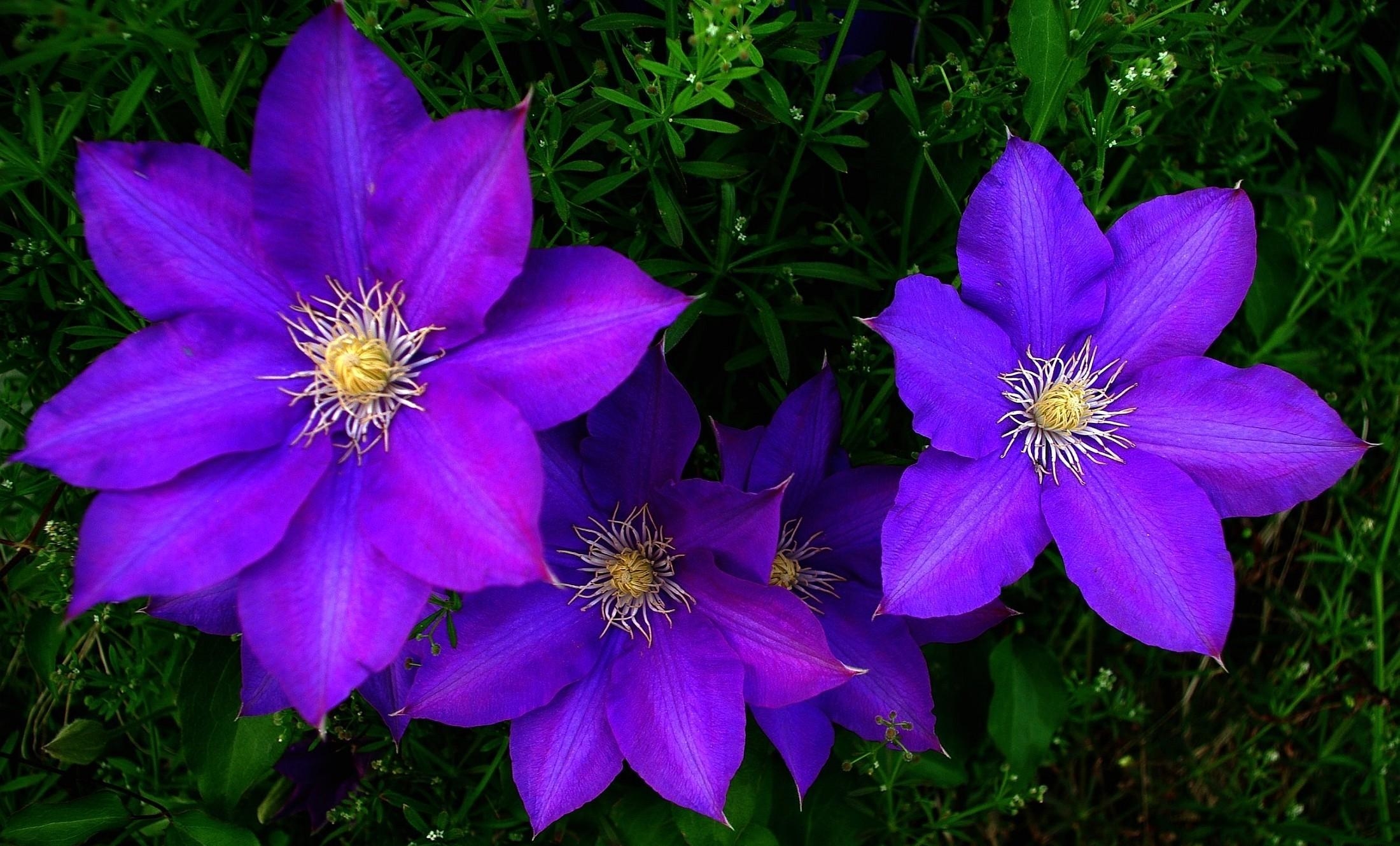 Clematis Flowers Bright Purple Green Stock Photos Image