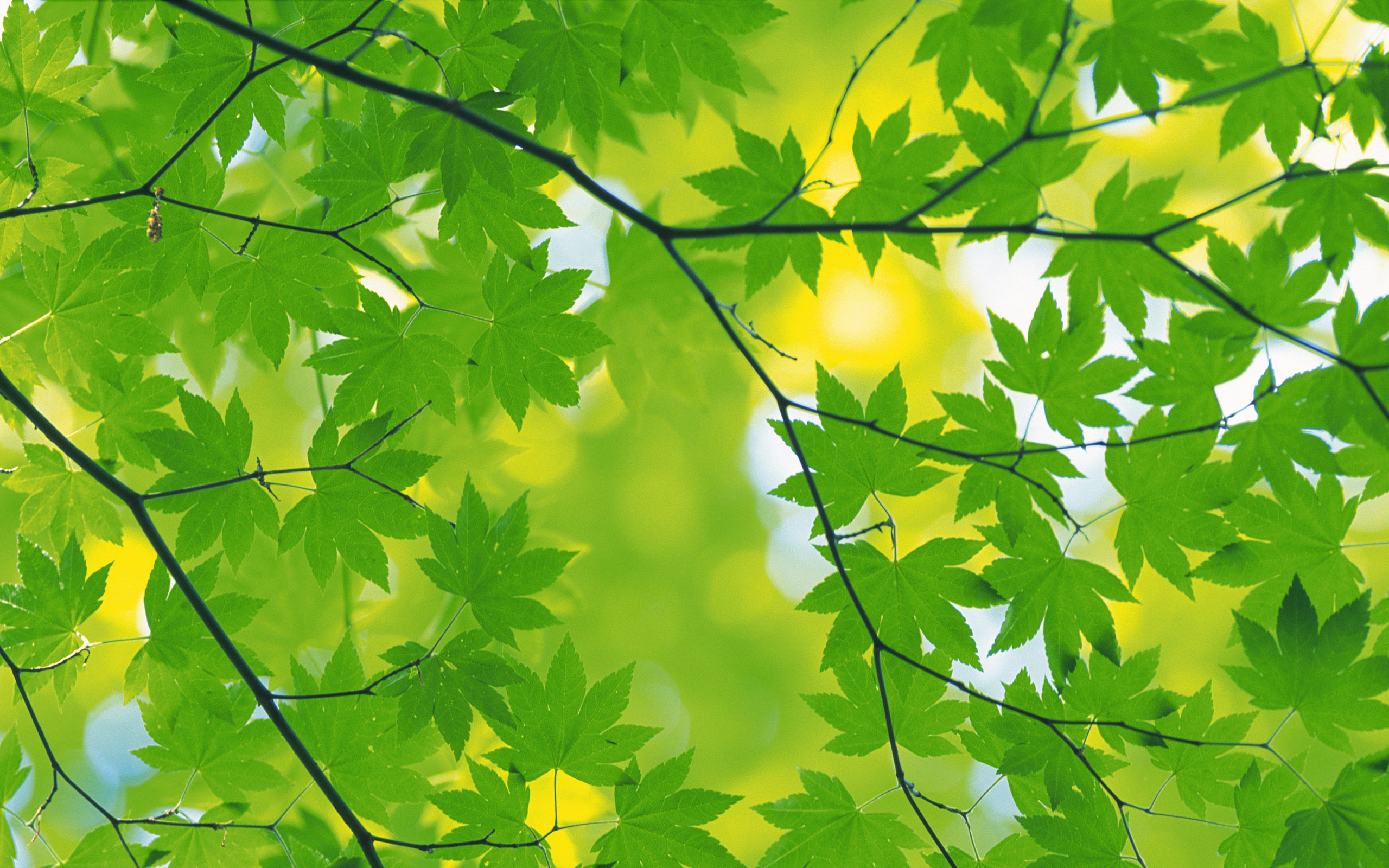 Nature Green Leaves Wallpaper