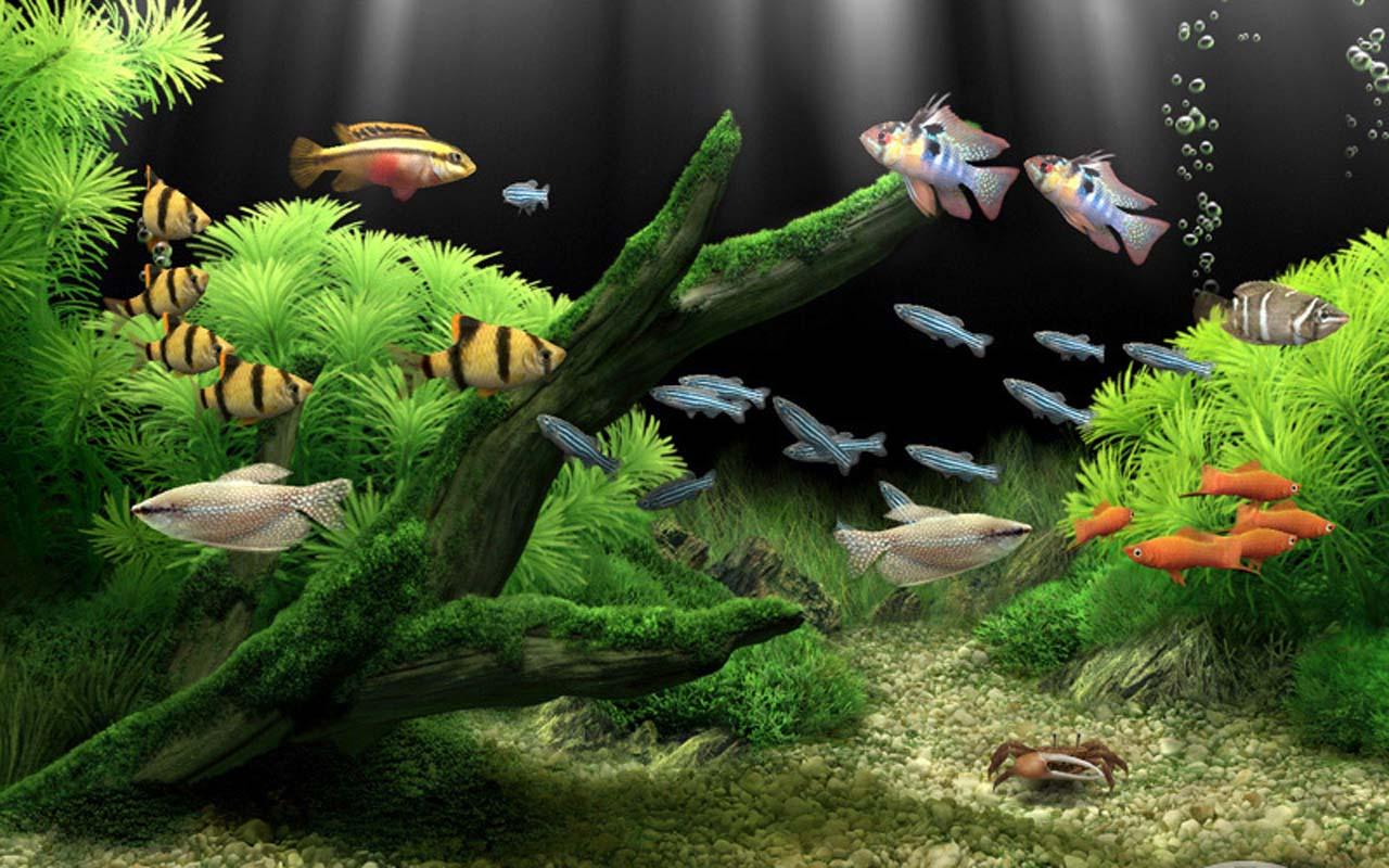 Marine Aquarium Live Wallpaper Screenshot