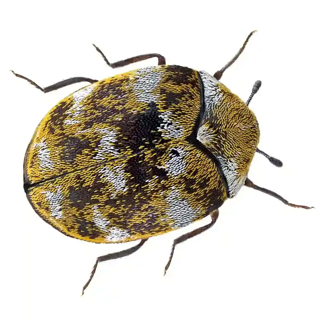 Carpet Beetle Wallpaper