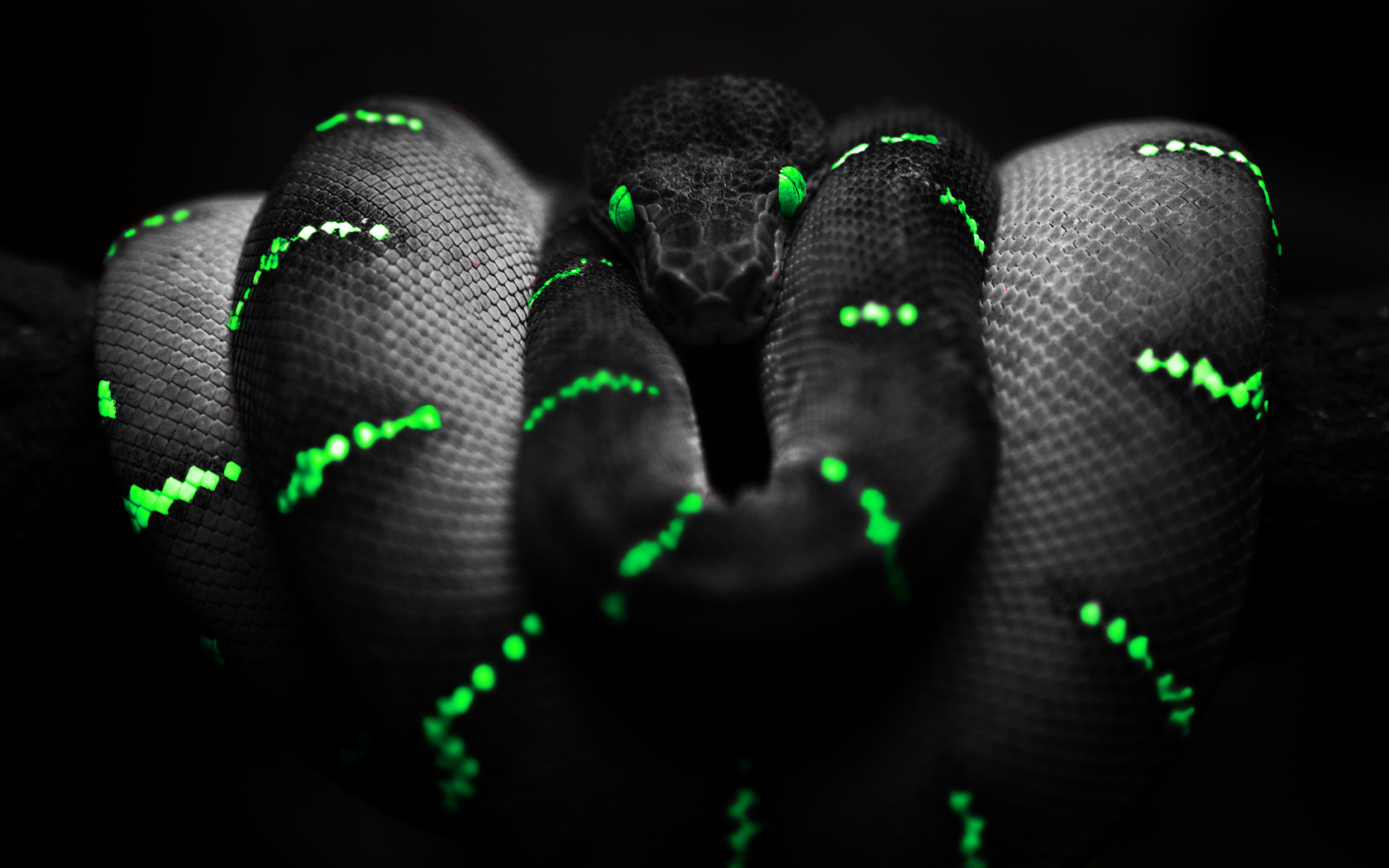 Black Snake With Green Stripes Wallpaper Land Wallpoop The