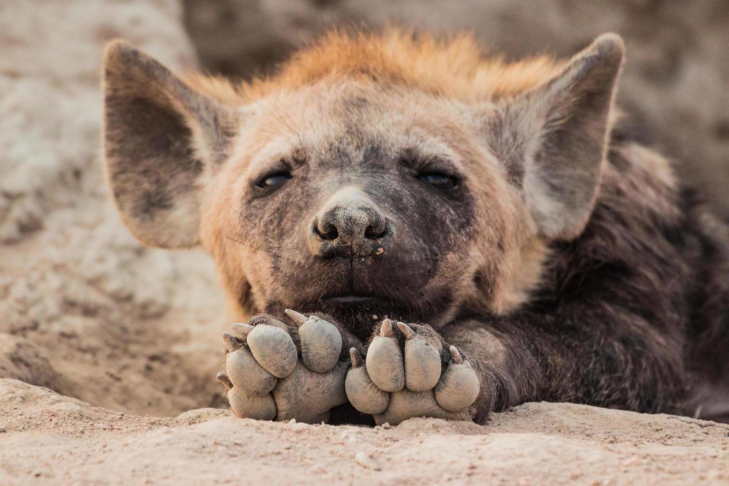 Baby Hyena South Africa Stock Photo At Vecteezy