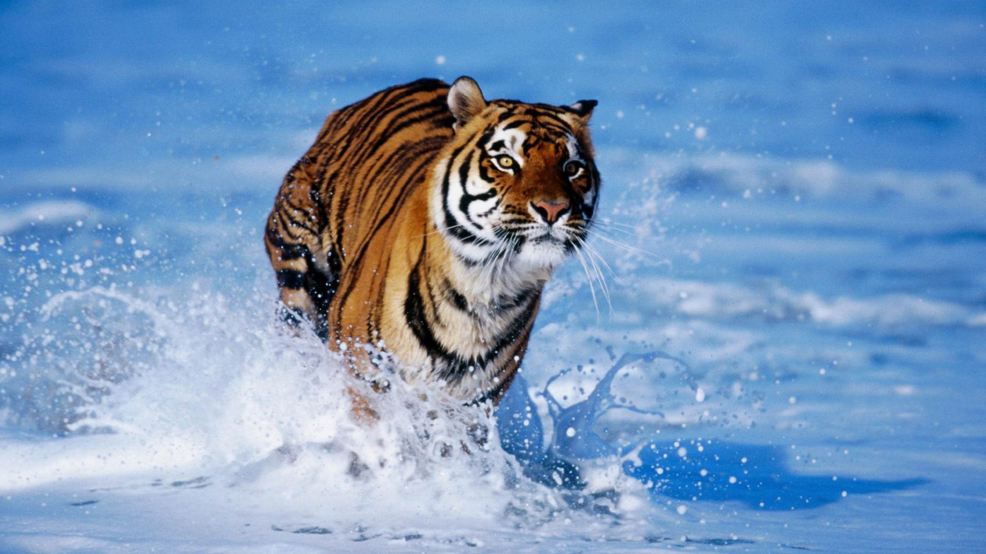 Wild Animal Wallpaper HD Background Desktop