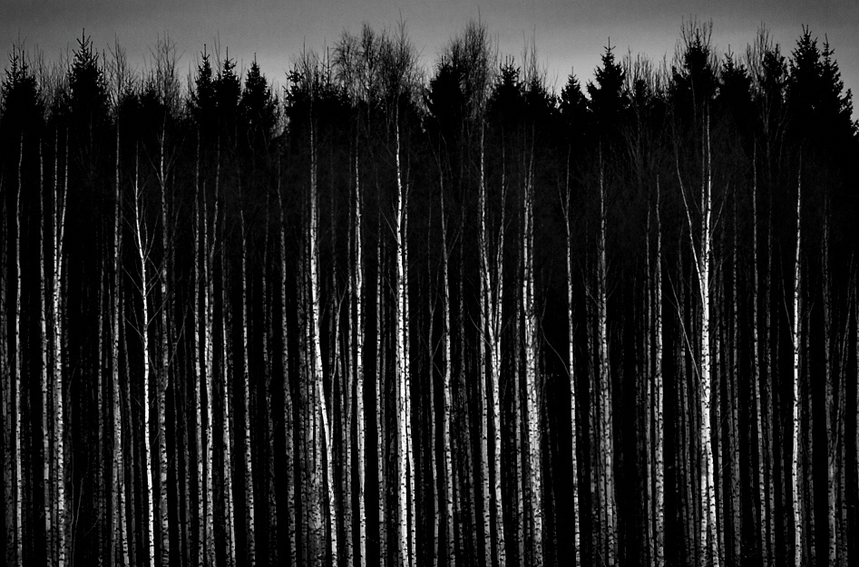 Black And White Pictures Anime Forest Desktop Background