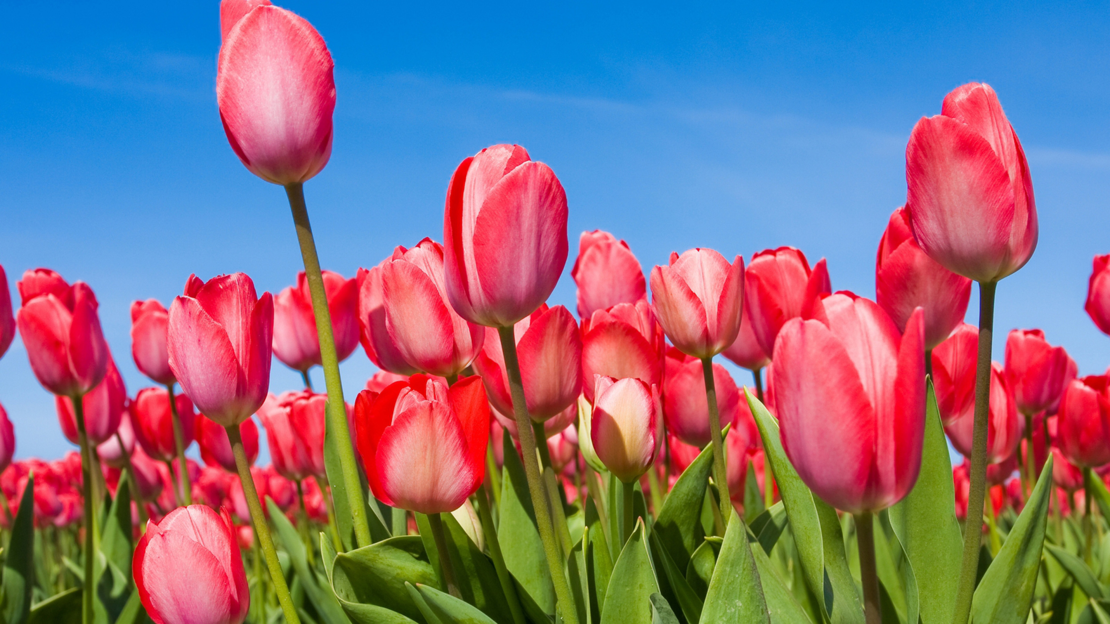 Nature Wallpaper Desktop Spring Flower With Red Tulips HD