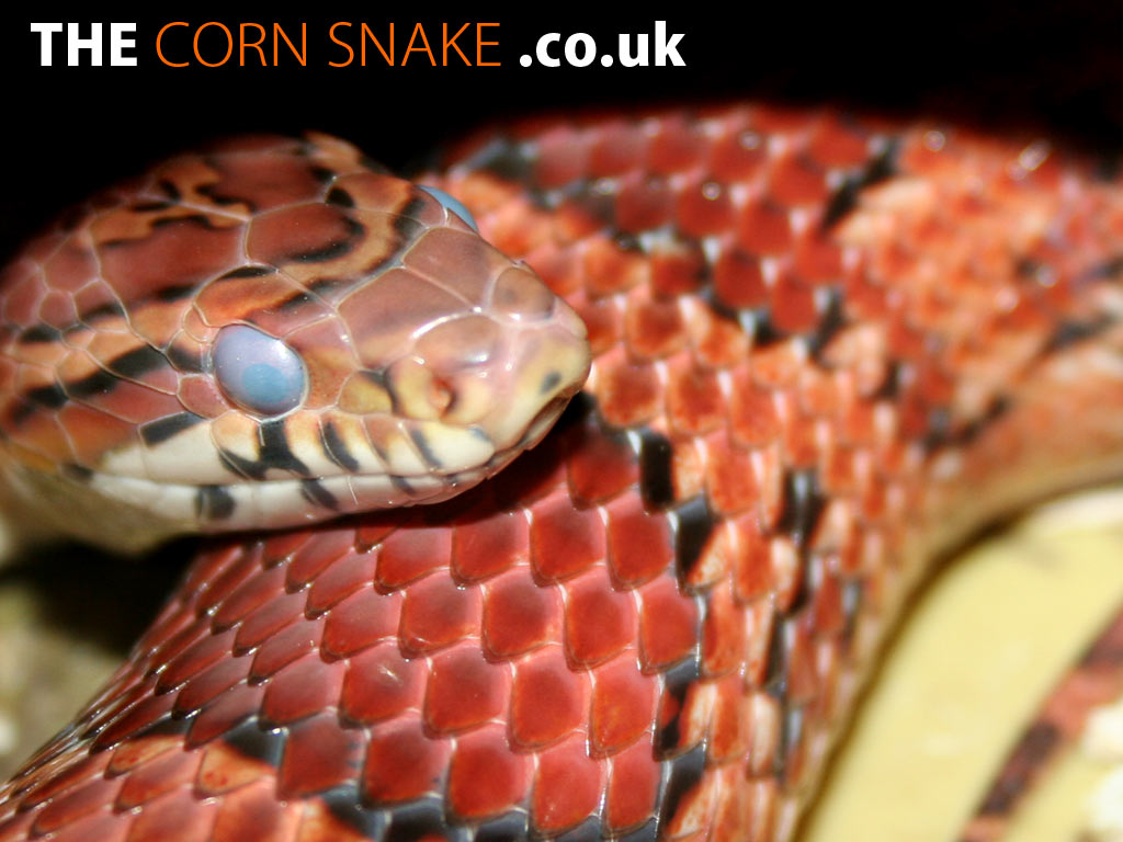 The Corn Snake Co Uk S Desktop Wallpaper