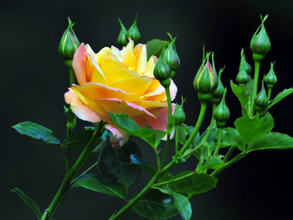 Yellow Rose Wallpaper Resolution Best