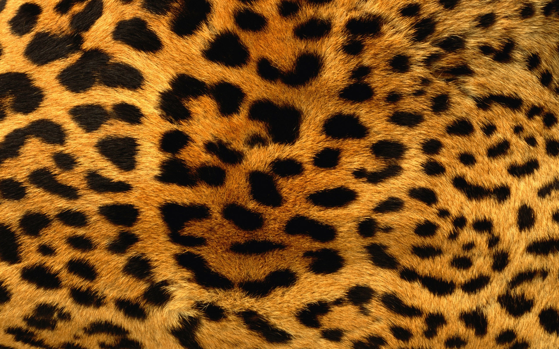Leopard Fur Wallpaper Stock Photos