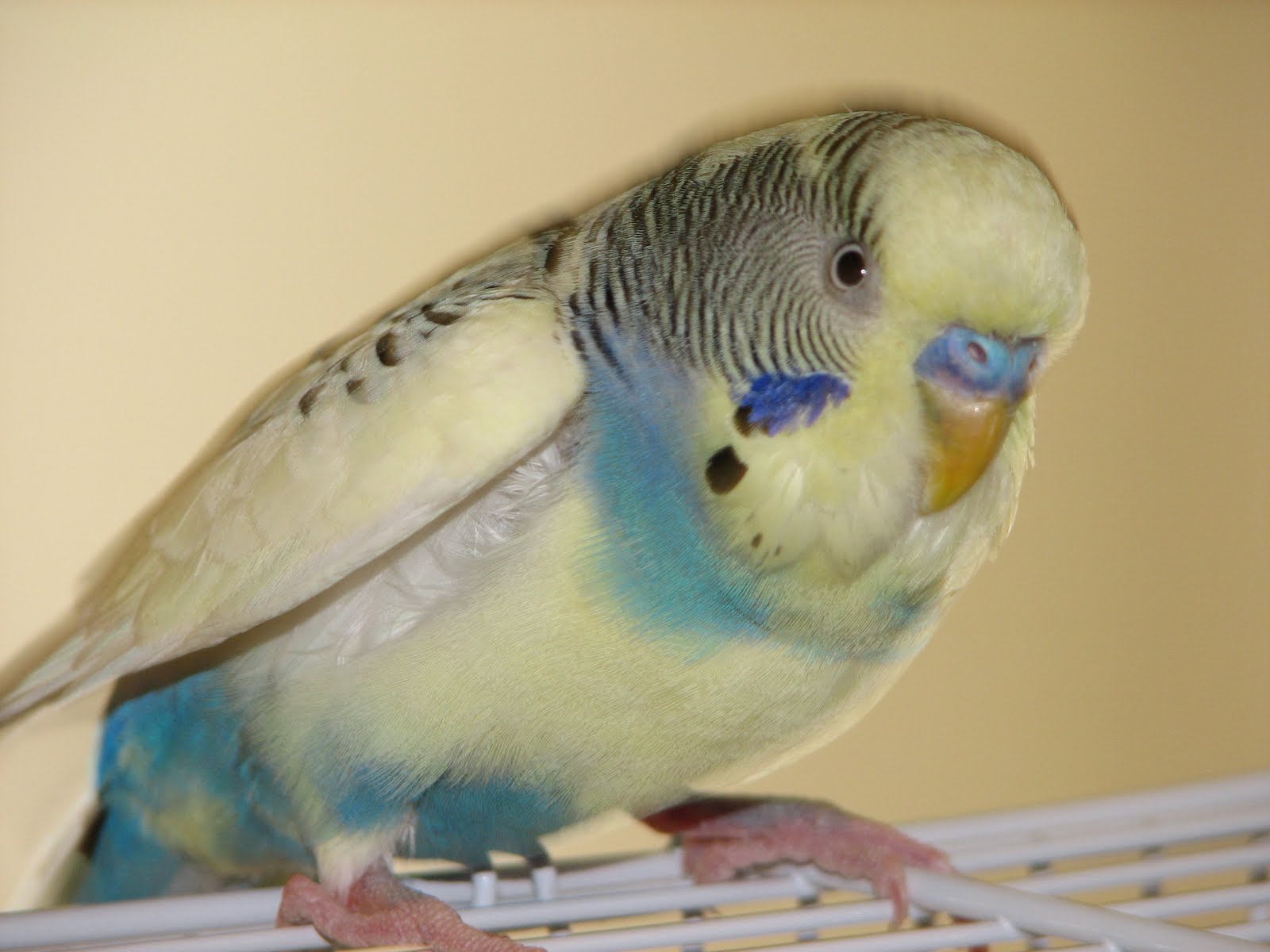 Budgie Parakeets Picture 1600x1200