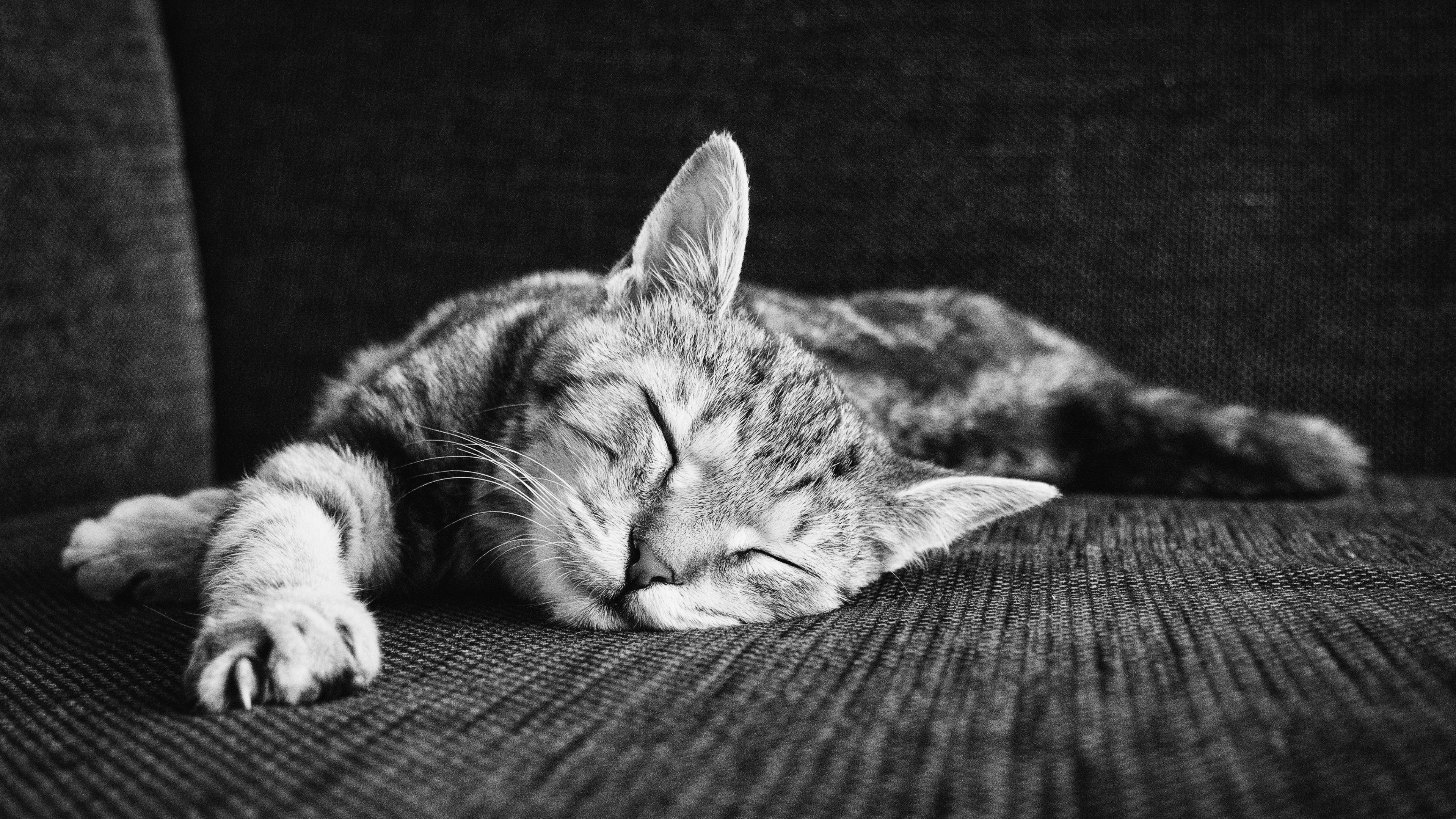Zen Of Sleeping Kitten Wallpapers HD Wallpapers 3840x2160