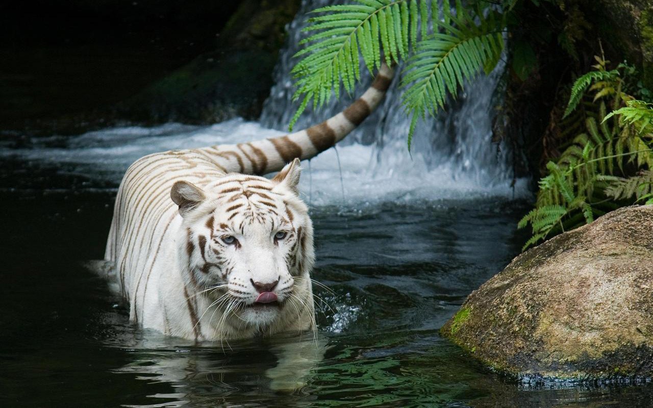 Tigre Blanco En La Cascada Animales Tigres