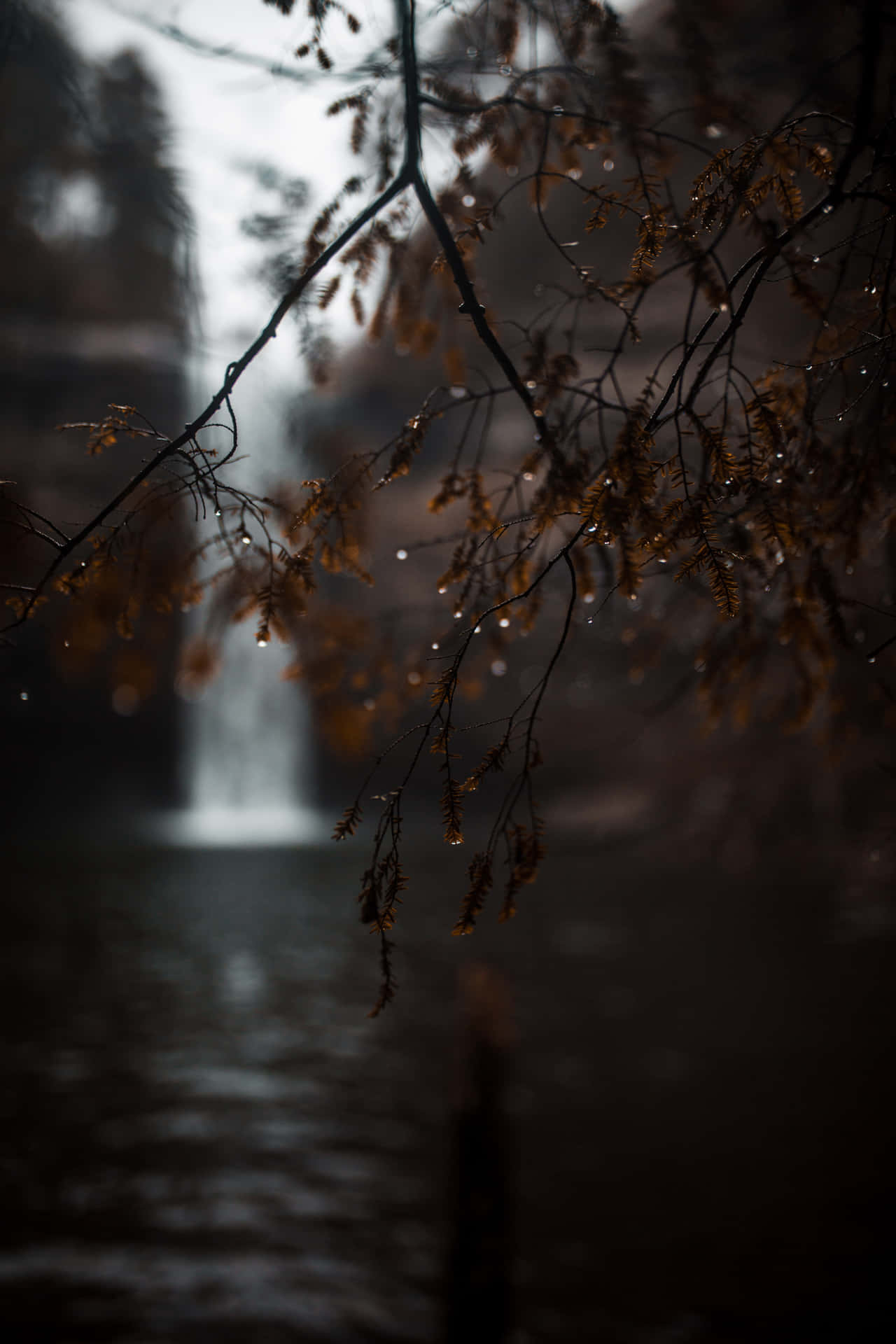 Moody Autumn Tree 2n470x1gdg9awnw2 Wallpaper