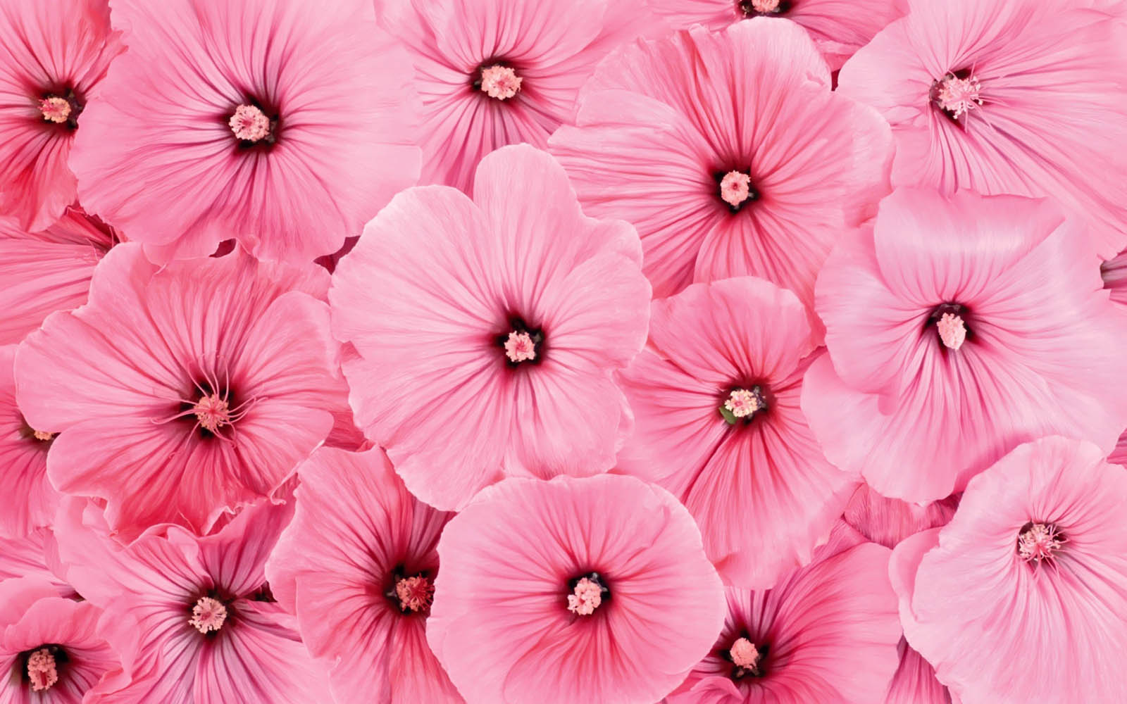 Pink Flowers Wallpaper Removable