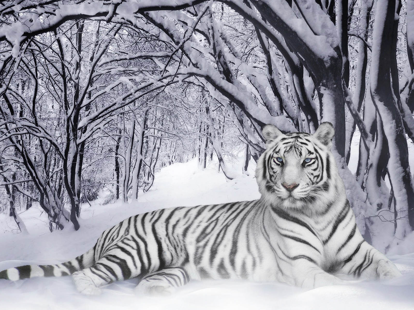 White Tiger Snow 3d HD Wallpaper