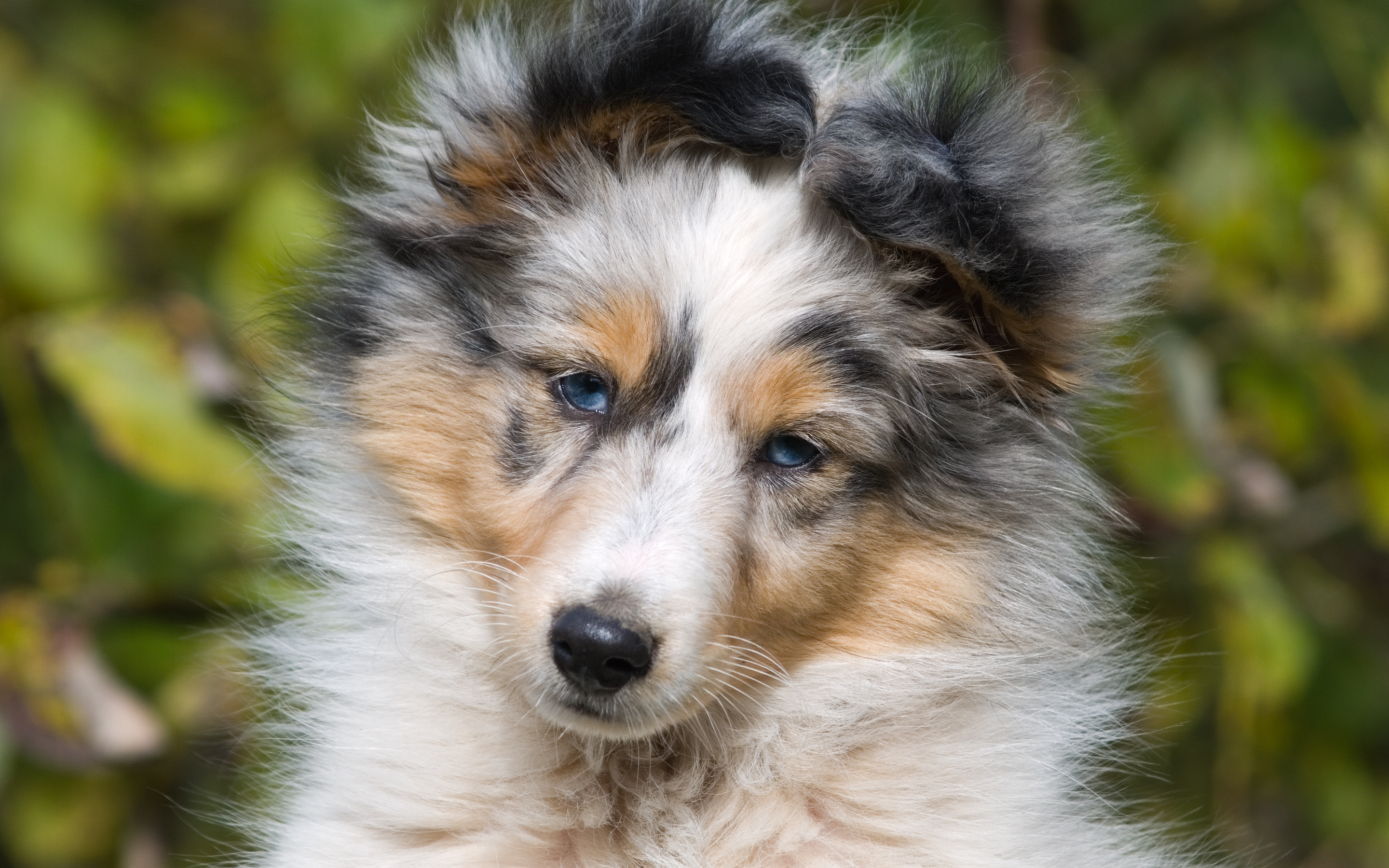 Portrait Of Puppy Sheltie Wallpaper And Image Pictures