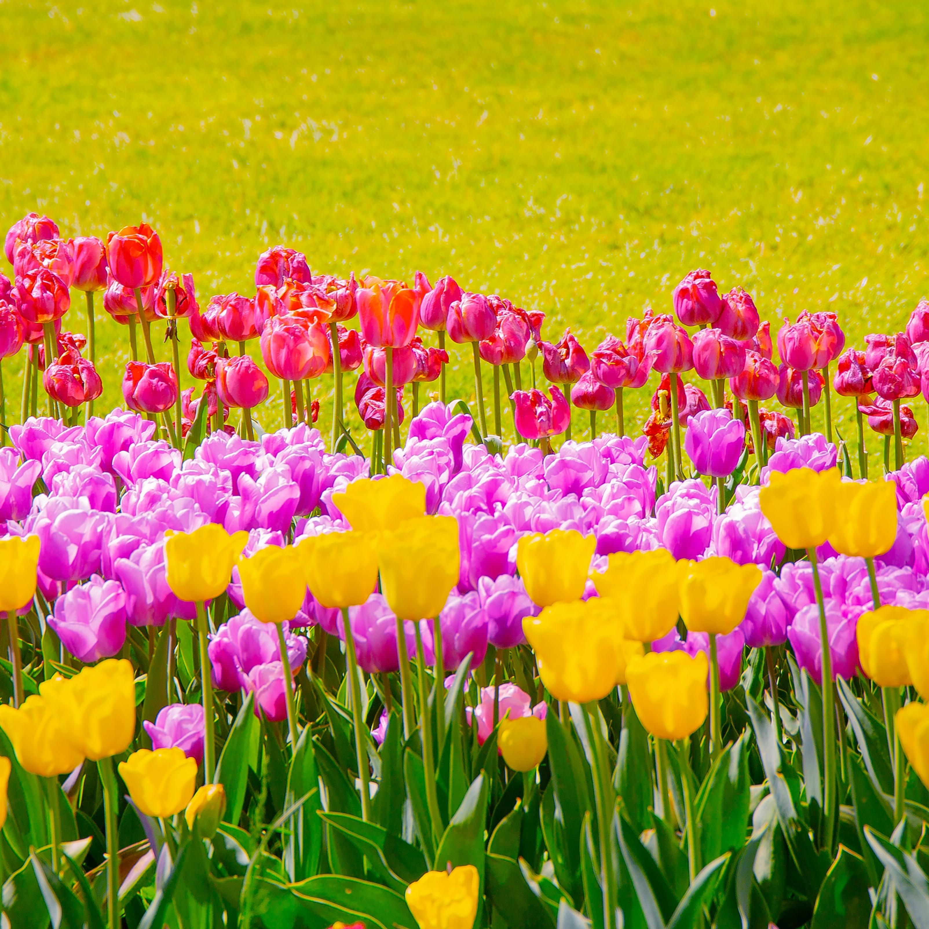 Aesthetic Tulip Flowers Beautiful iPad Wallpaper HD