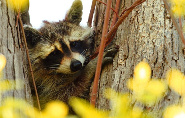 Tree Branch Muzzle Raccoon Portrait Wallpaper Photos Pictures